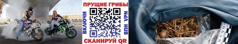 Галлюциногенные грибы GOLDEN TEACHER  сколько стоит  Йошкар-Ола 
